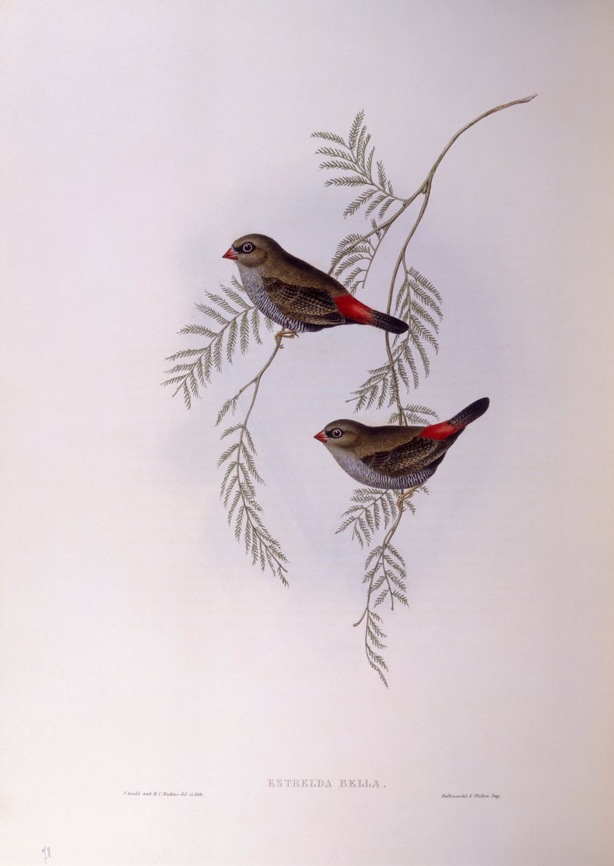 Vakker ildhale (Stagonopleura bella), Gravering av John Gould av John Gould