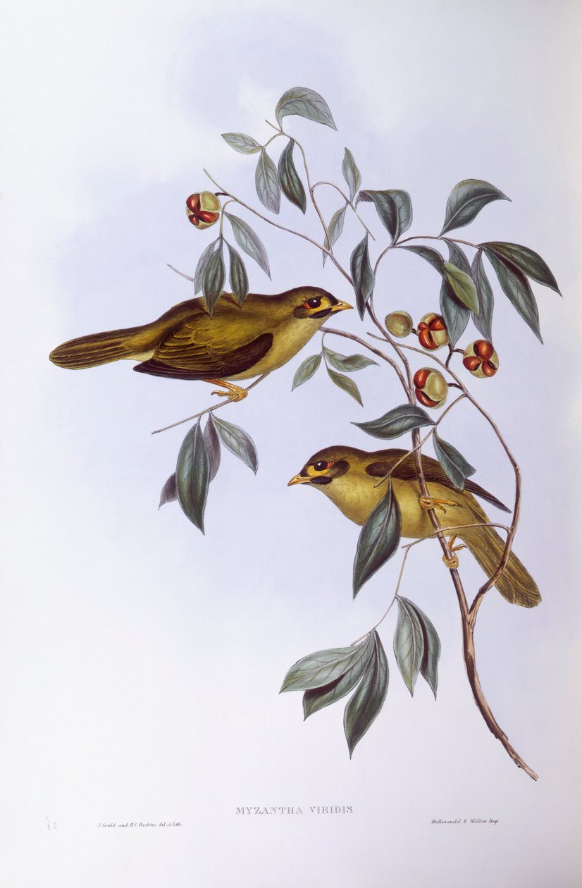 Klokkegruvearbeider (Manorina melanophrys), Gravering av John Gould av John Gould