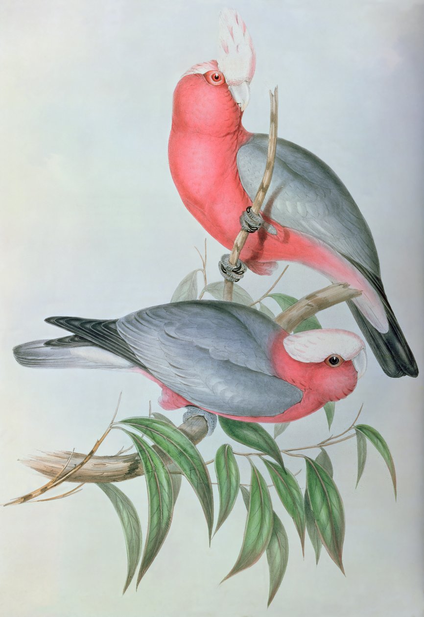Fugler i Asia av John Gould