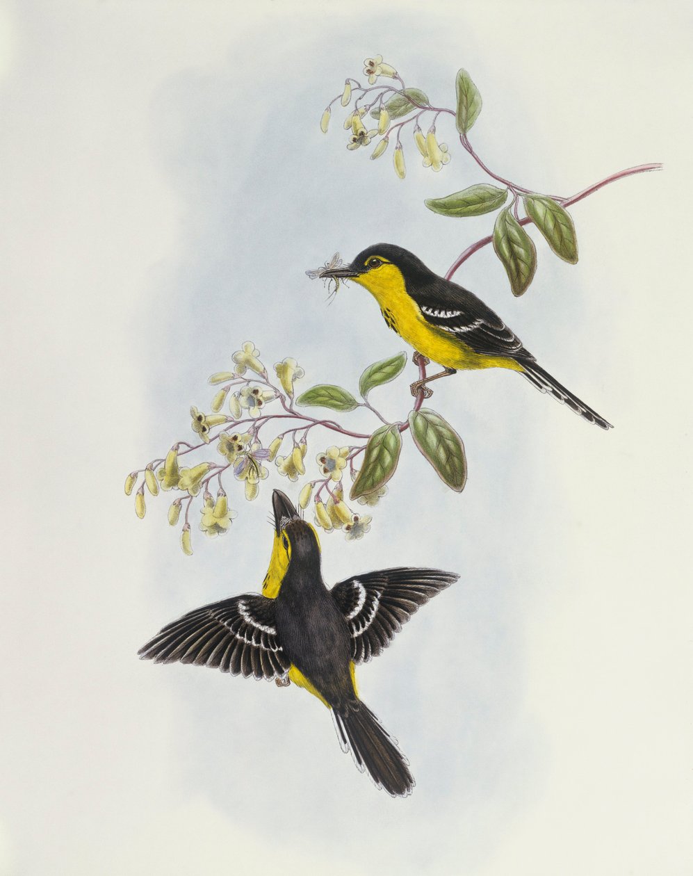Svartbrystet sekk (Machaerirhynchus nigripectus), gravering av John Gould av John Gould