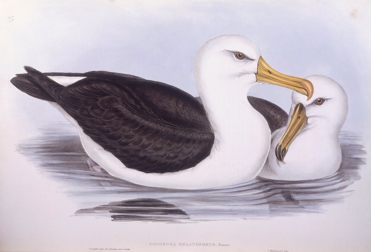 Svartbrynet albatross (Diomedea o Thalassarche melanophrys), gravering av John Gould av John Gould