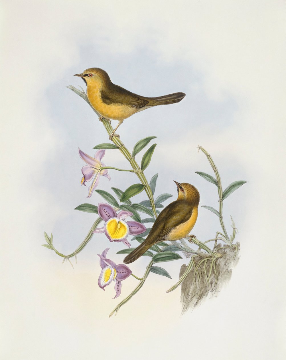 Black-chinned babler (Stachyris pyrrhops), Gravering av John Gould av John Gould