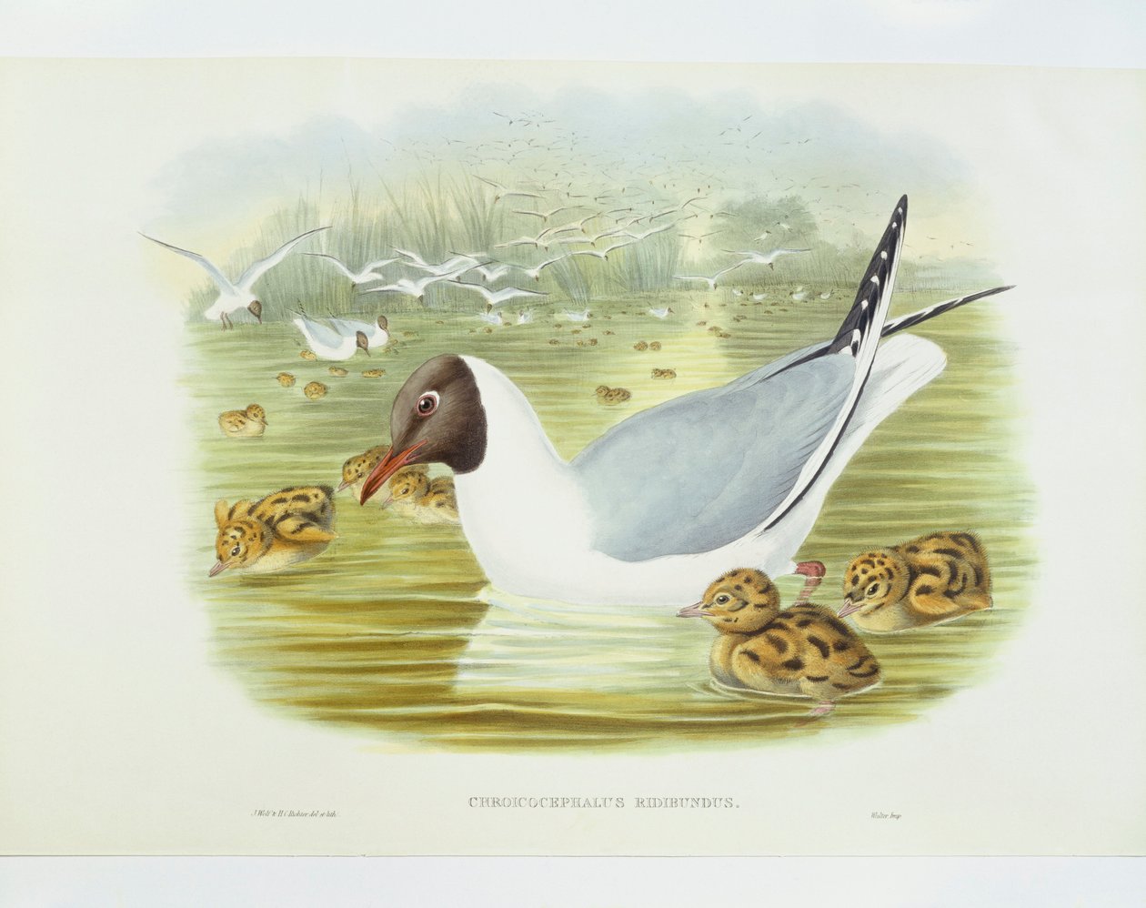 Svarthodemåke (Larus ridibundus), Gravering av John Gould, William Hart, H C Richter av John Gould