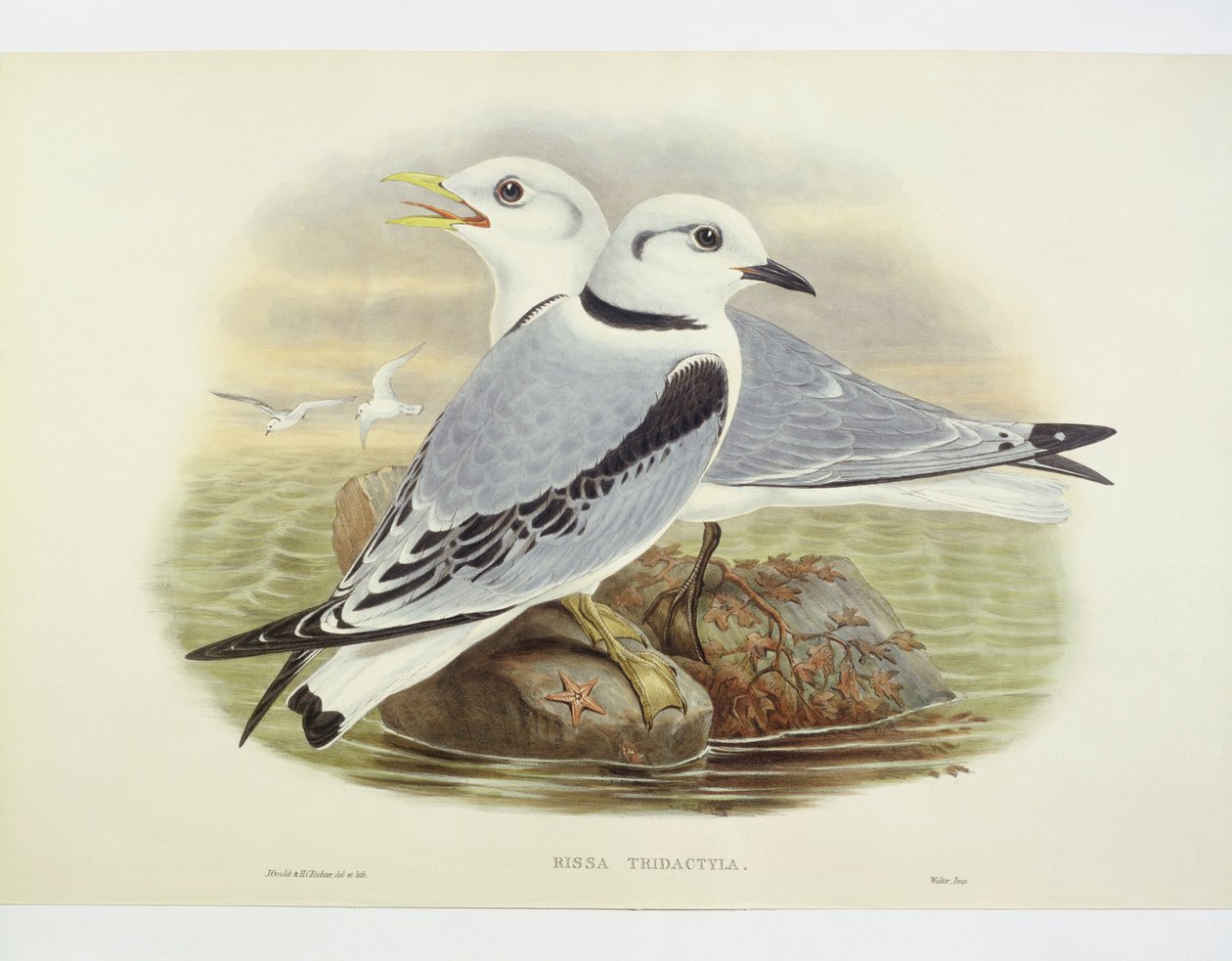 Svartbent krykkje (Rissa tridactyla), Gravering av John Gould, William Hart, H C Richte av John Gould