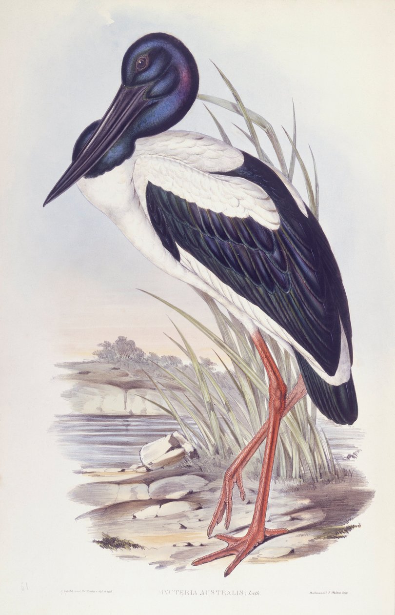 Svarthalset stork (Ephippiorhynchus asiaticus), gravering av John Gould av John Gould