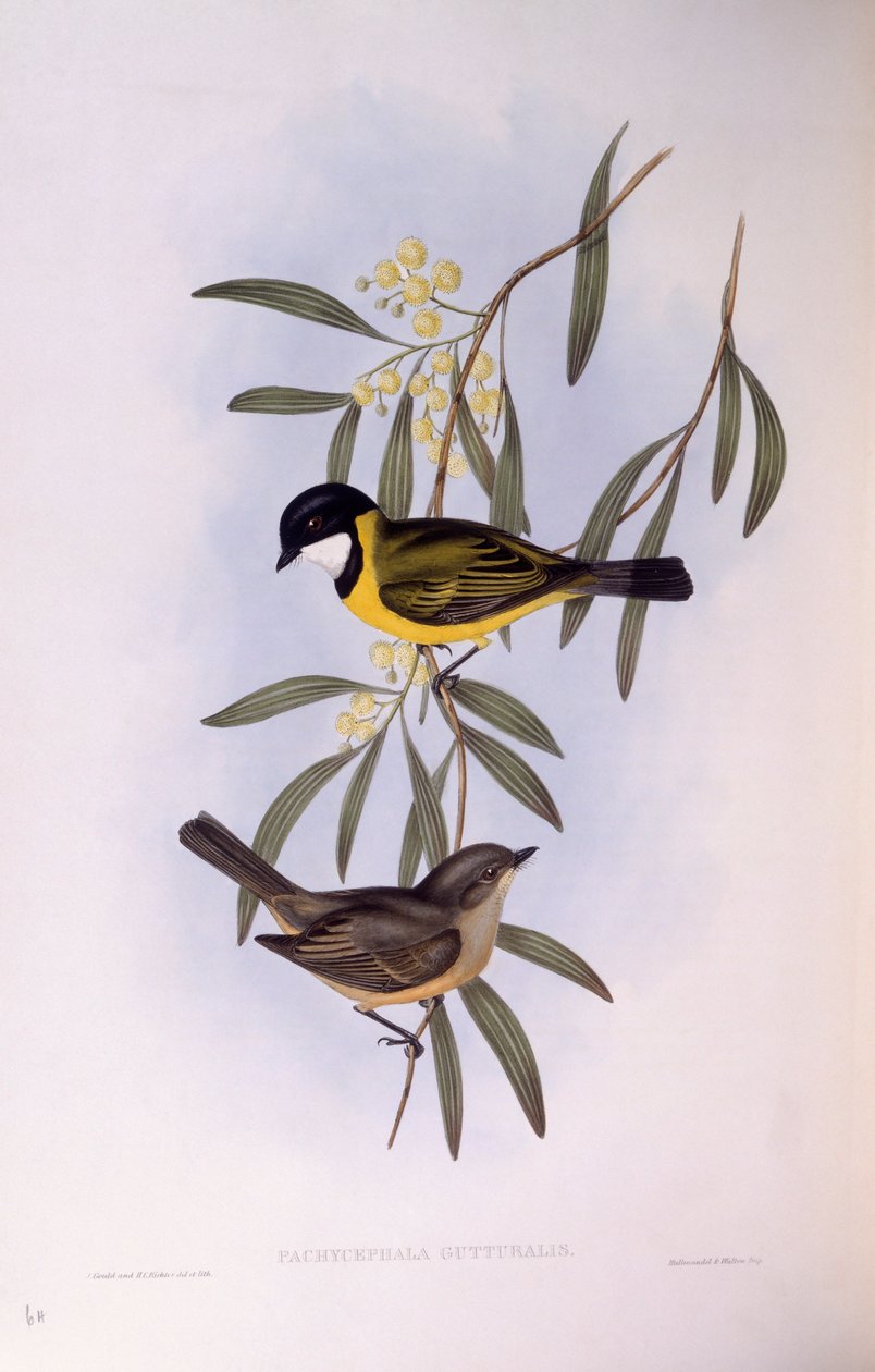 Black-tailed whistler (Pachycephala melanura), Gravering av John Gould av John Gould