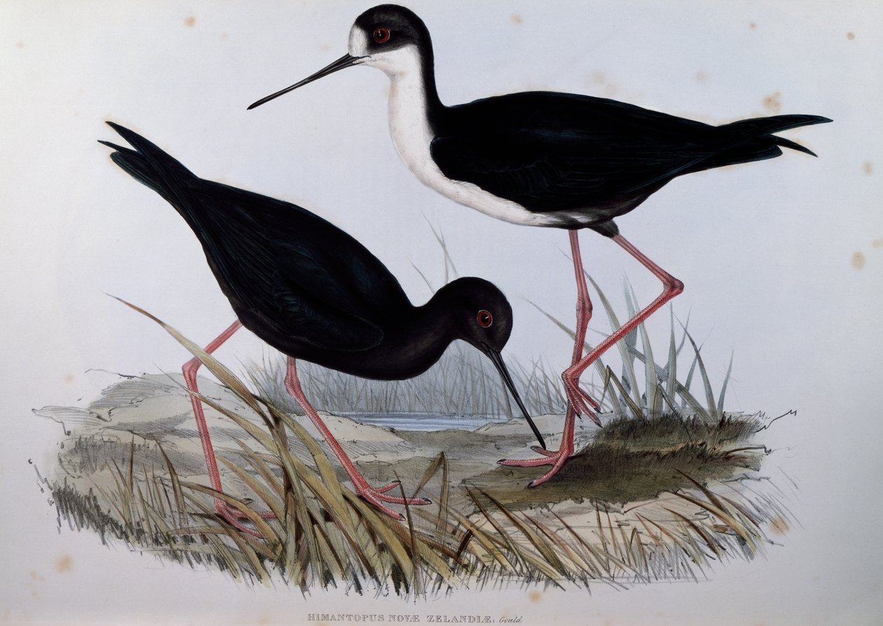 Black Stilt (Himantopus novaezelandiae), gravering fra Birds of Australia av John Gould