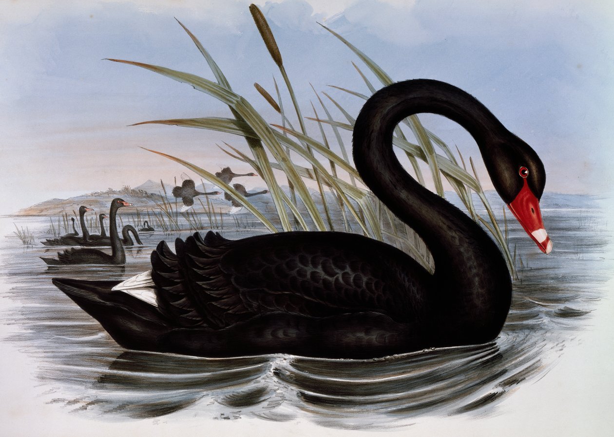 Black Swan (Cygnus atratus), gravering fra Birds of Australia av John Gould
