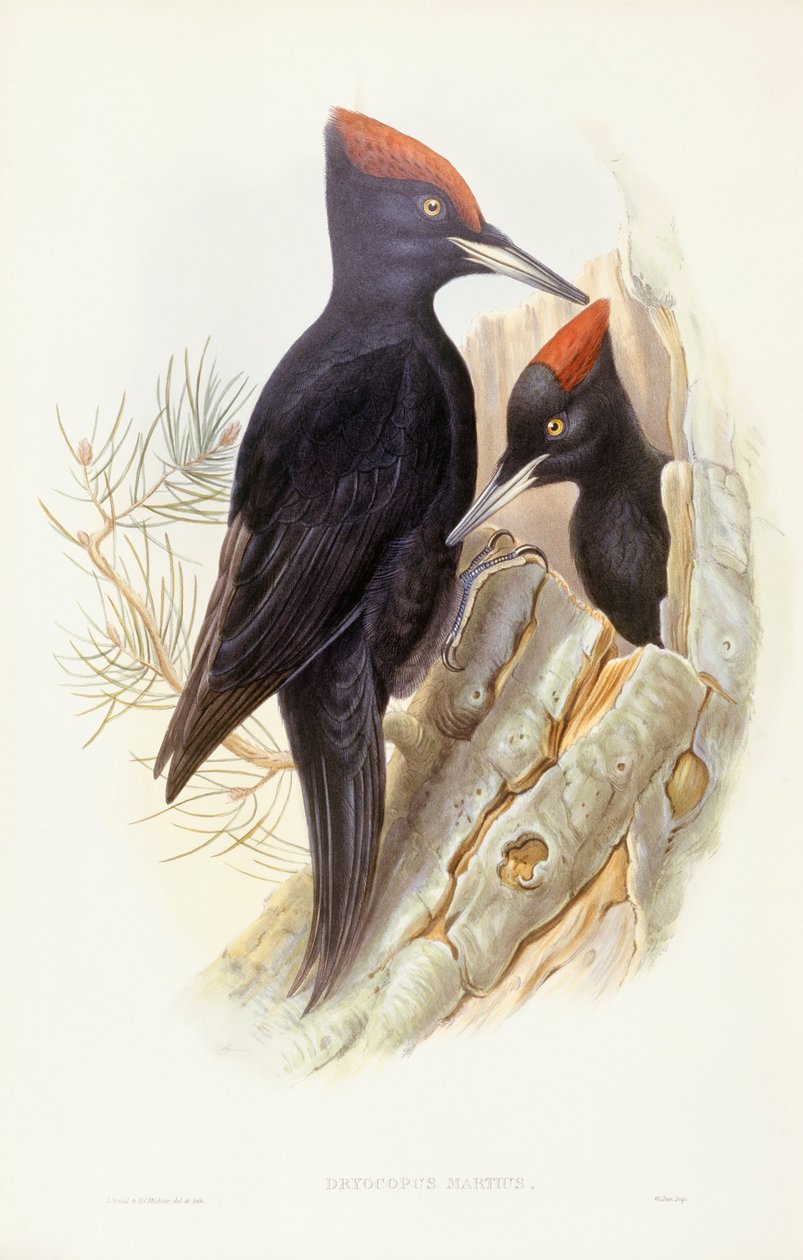 Svart hakkespett (Dryocopus martius), Gravering av John Gould av John Gould