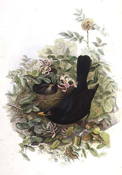 svarttrost av John Gould