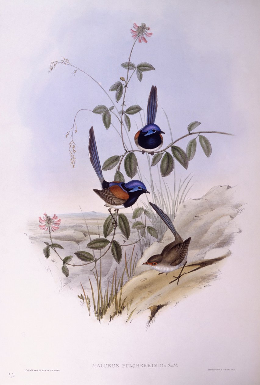 Blåbrystet elver (Malurus pulcherrimus), Gravering av John Gould av John Gould