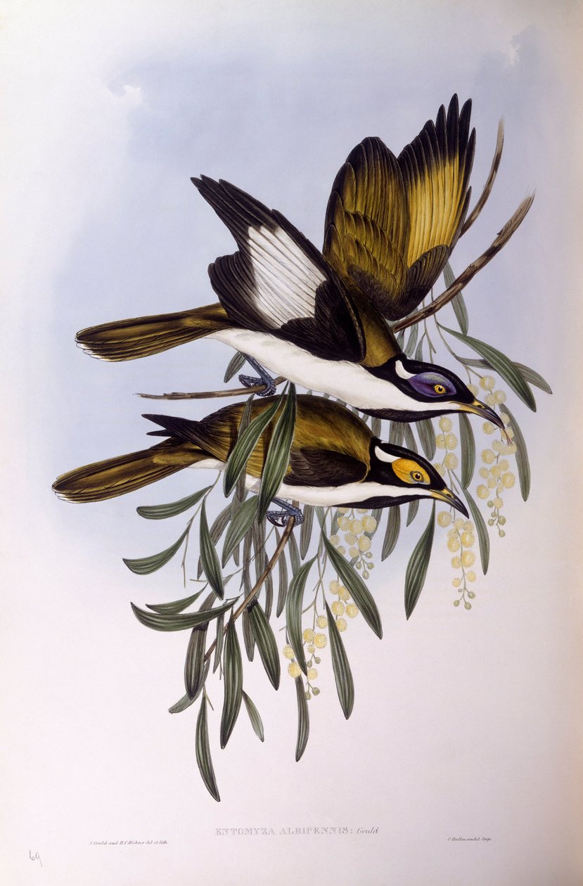 Honningeter med blå ansikt (Entomyzon cyanotis), Gravering av John Gould av John Gould