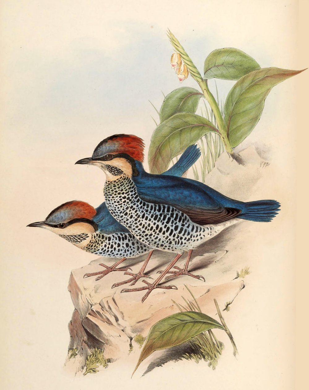 Blå Pitta Pitta cyanea Blyth av John Gould