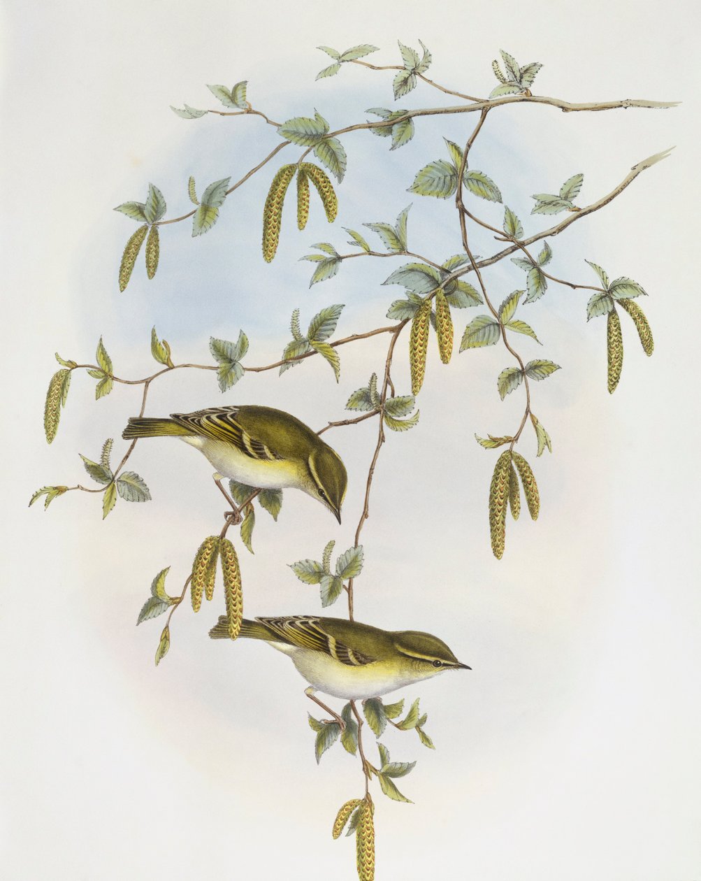 Blyths løvsanger (Phylloscopus reguloides), Gravering av John Gould av John Gould