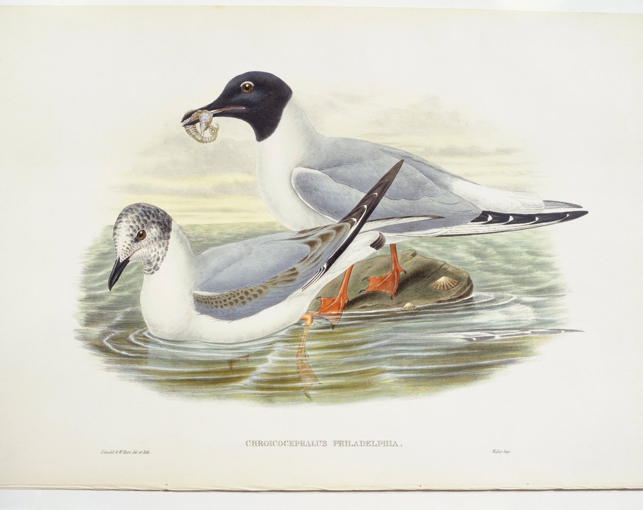 Bonapartes måke (Larus philadelphia), illustrasjon av John Gould