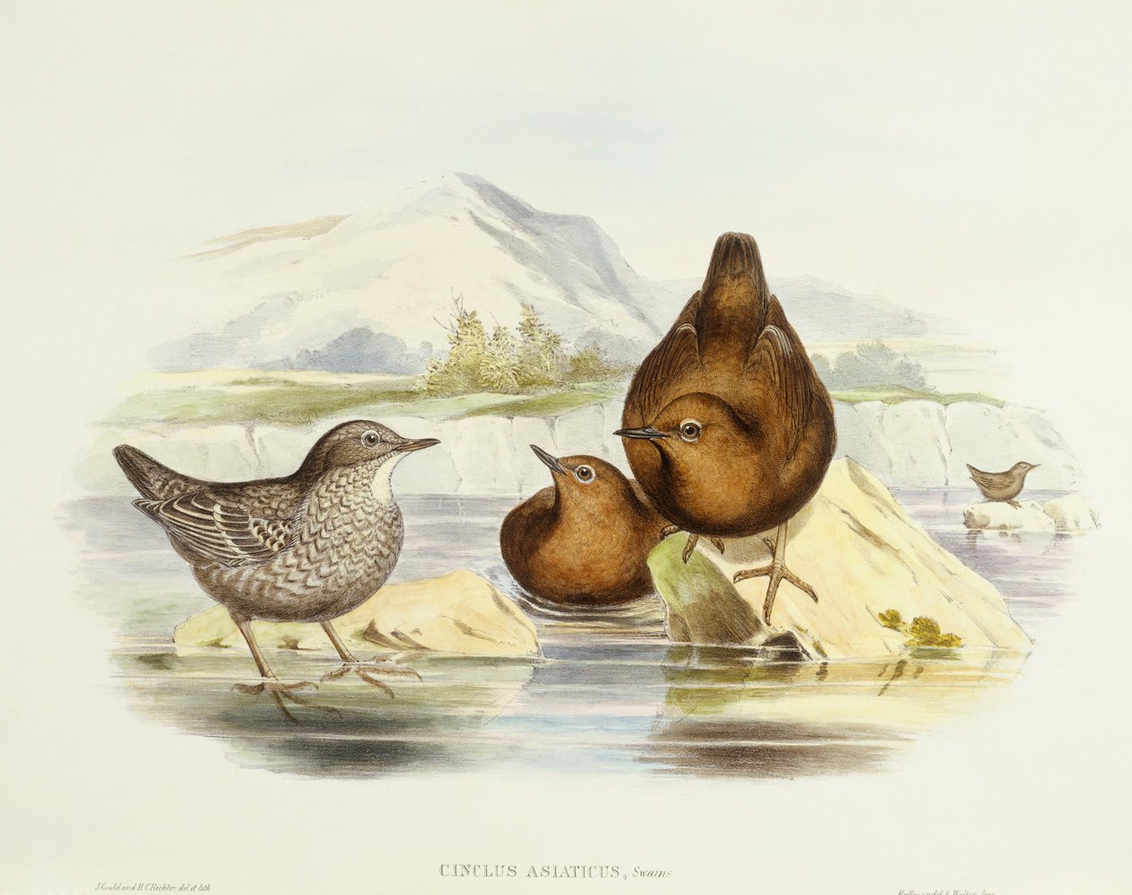 Brun dipper (Cinclus pallasii), Gravering av John Gould av John Gould