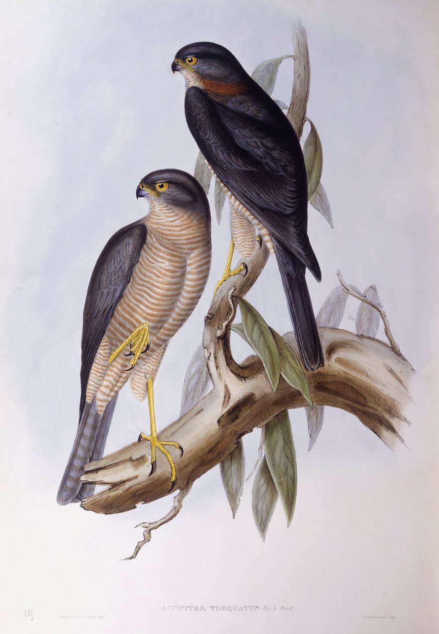 Brun dipper (Cinclus pallasii), Gravering av John Gould av John Gould