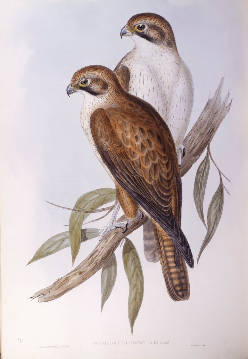 Brunfalk (Falco berigora occidentalis), Gravering av John Gould av John Gould
