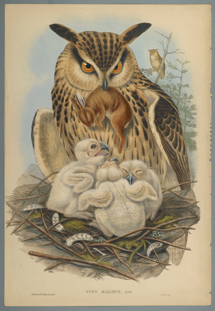 Bubo Maximus: Owl (fargelitho på vevd papir) av John Gould
