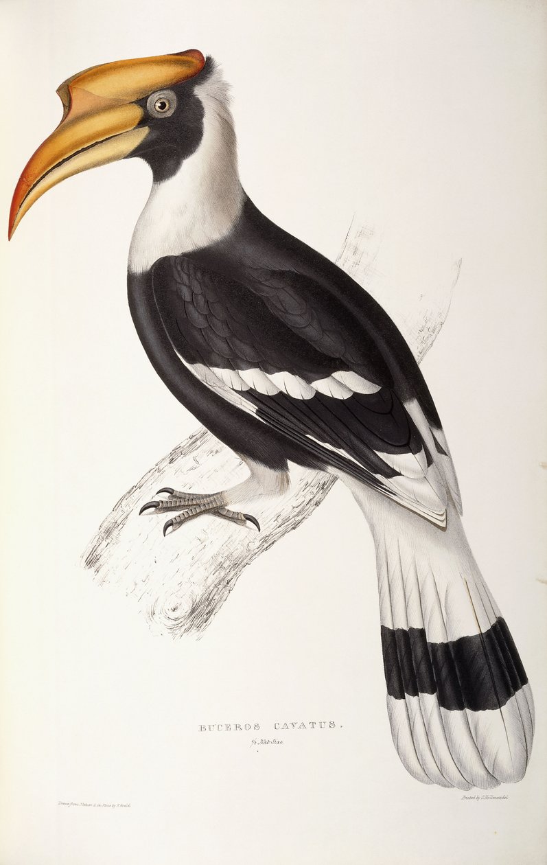 Buceros Cavatus av John Gould