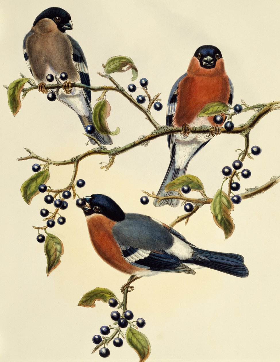 Bullfinch (Pyrrhula pyrrhula), gravering av John Gould (1804-1881). Storbritannia av John Gould