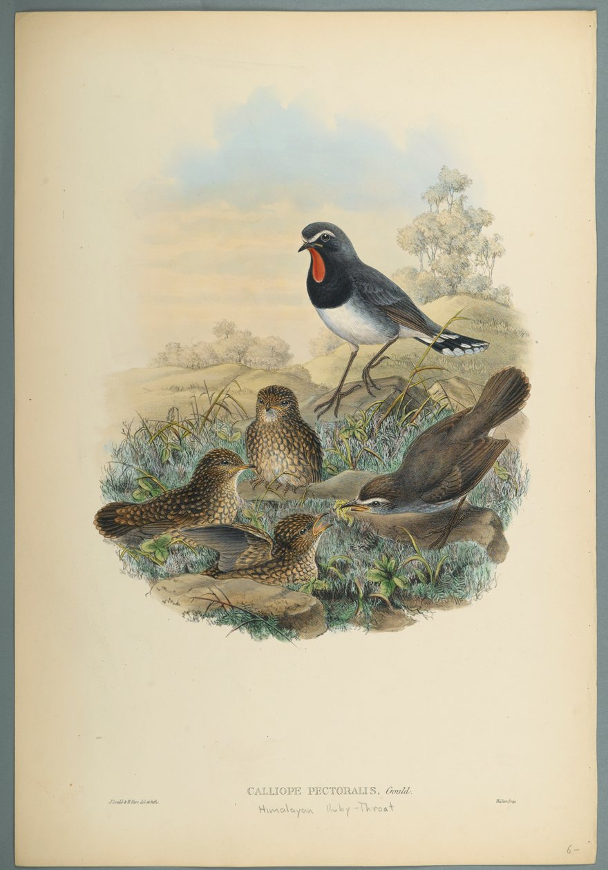 Calliope Pectoralis (fargelitho på vevd papir) av John Gould