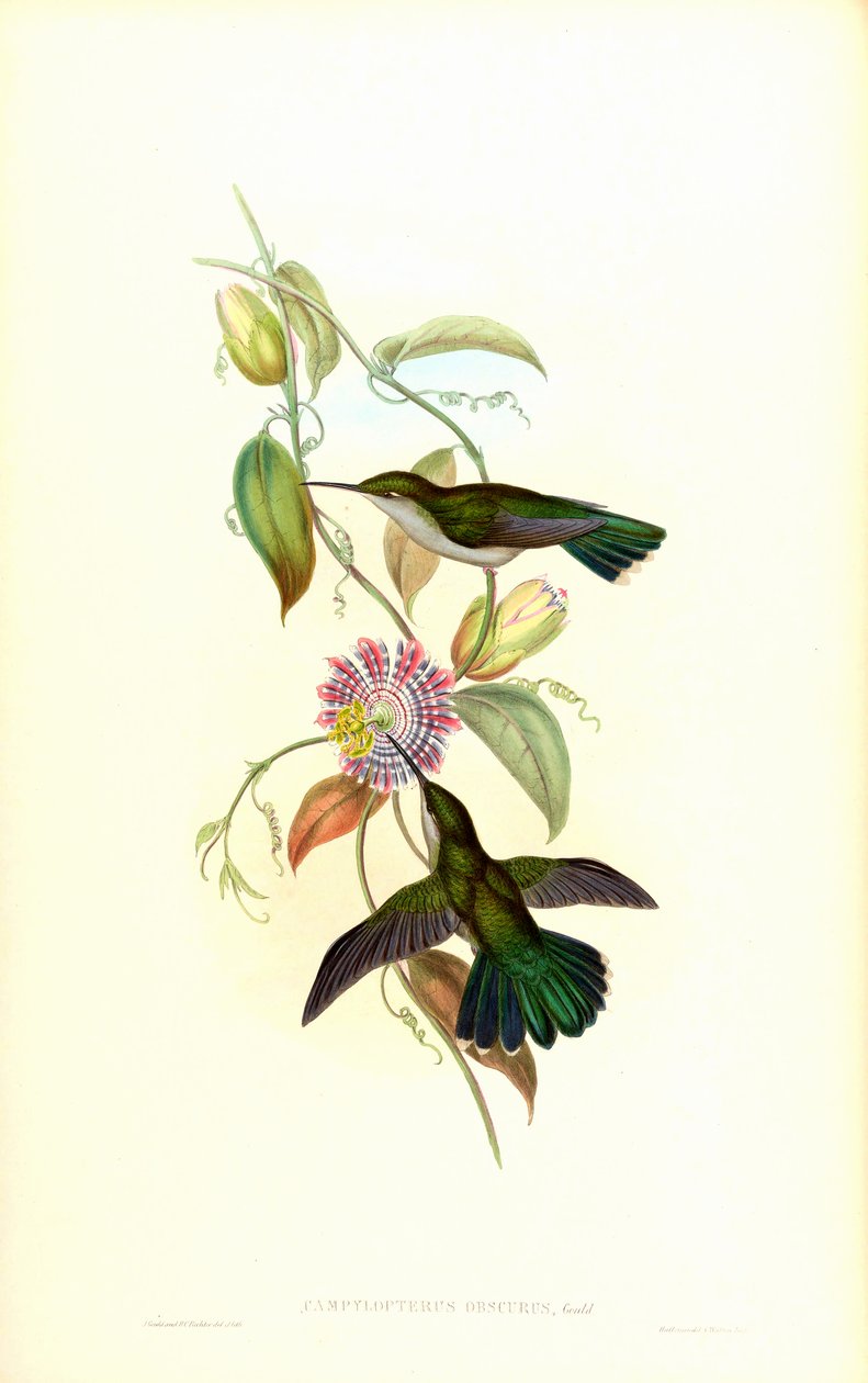 Campylopterus av John Gould
