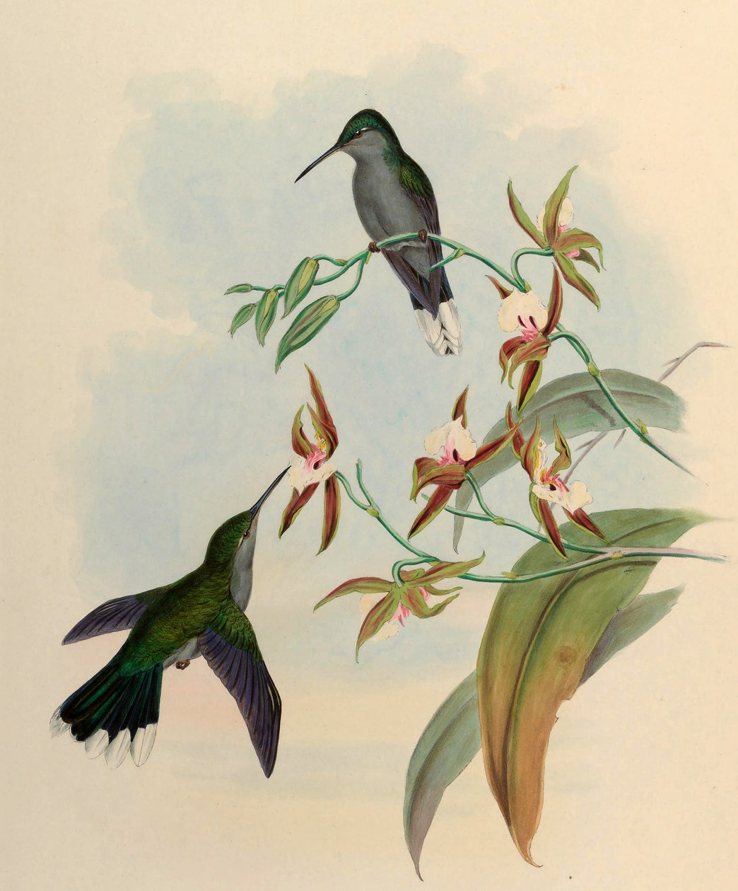 Campylopterus latipennis = Campylopterus largipennis av John Gould