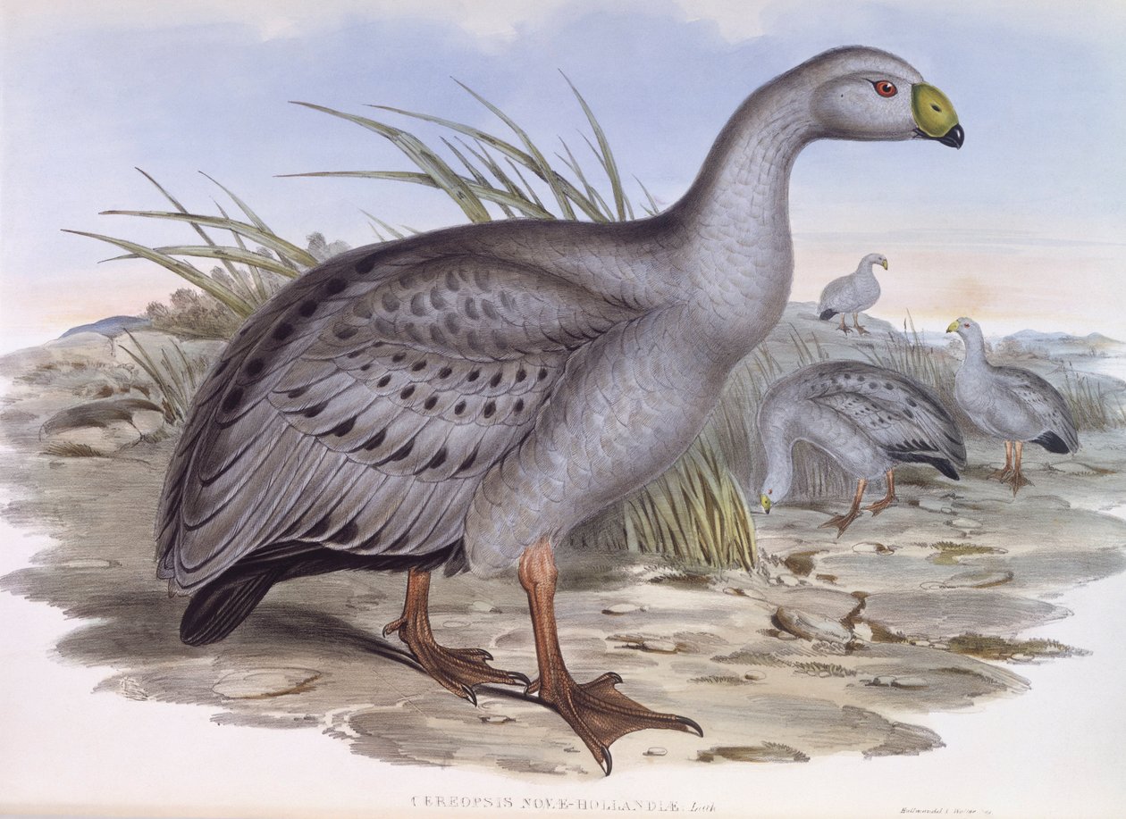 Kapp Barren gås (Cereopsis novaehollandiae), Gravering av John Gould av John Gould