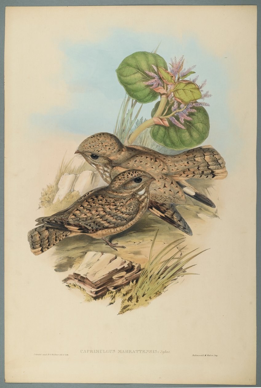 Caprimulgus Mahrattensis, Nightjar (fargelitho på vevd papir) av John Gould