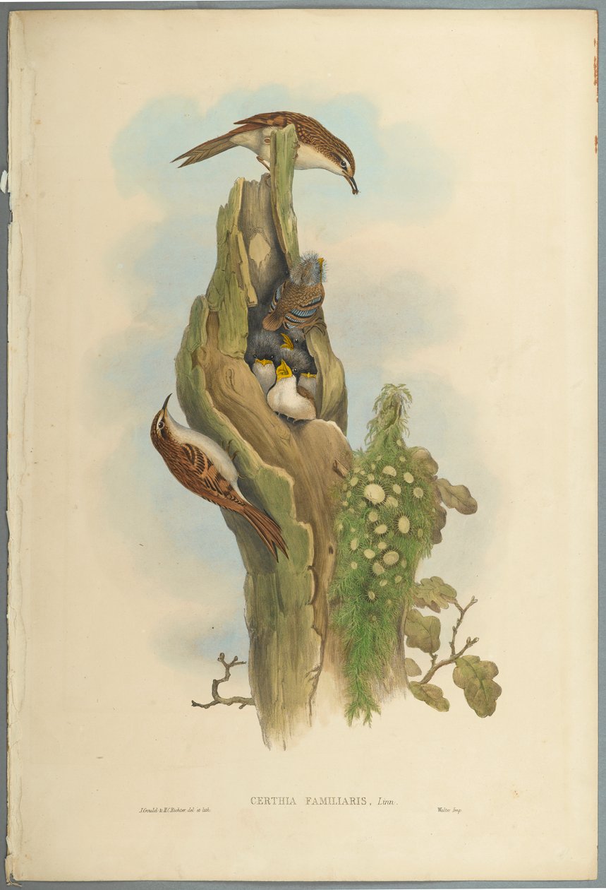 Certhia Familiaris - Tree Creeper (fargelitho på vevd papir) av John Gould