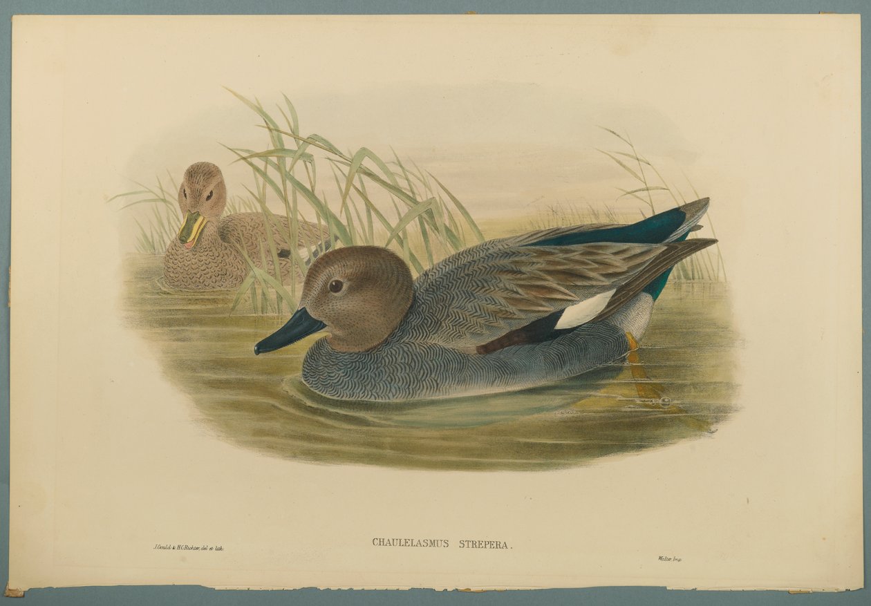 Chaulelasmus Strepera: Gadwell Ducks (fargelitho på vevd papir) av John Gould