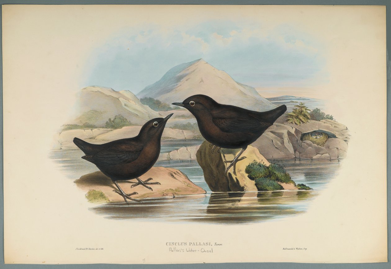 Cinclus Pallasi: Pallas Water Ouzel (fargelitho på vevd papir) av John Gould