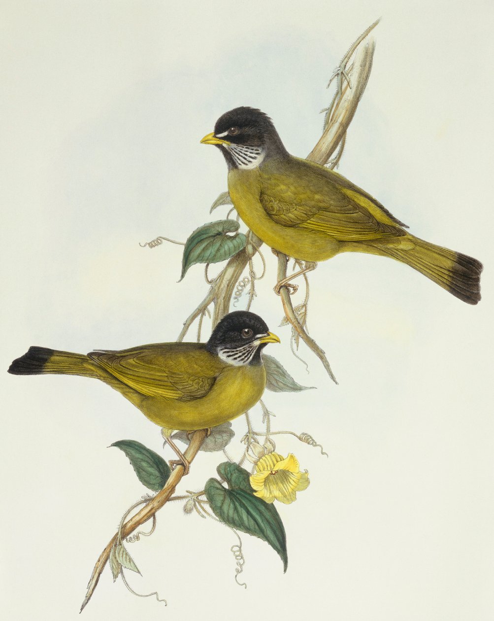 Kragefinknebb (Spizixos semitorques), Gravering av John Gould av John Gould