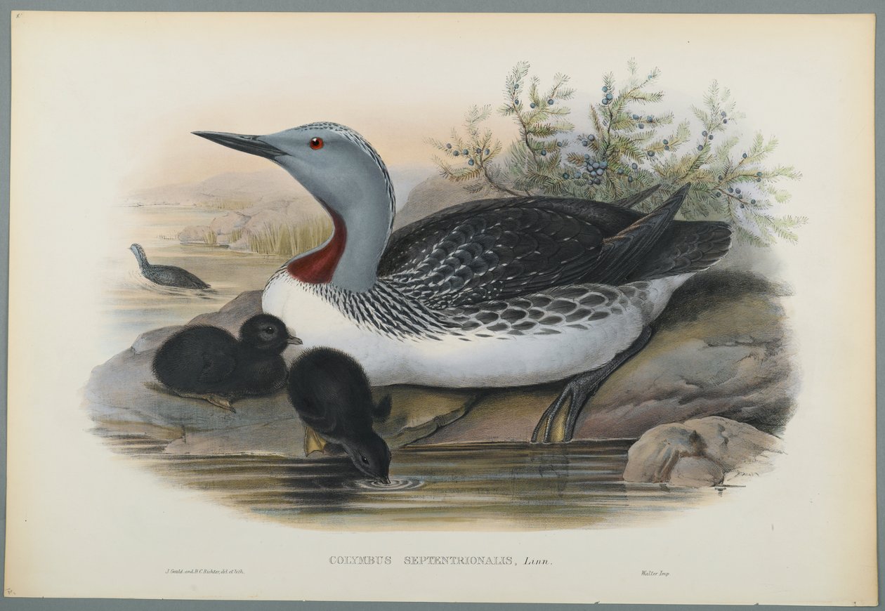 Colymbus Septentrionalis: Red Throated Diver (farge litho på vevd papir) av John Gould