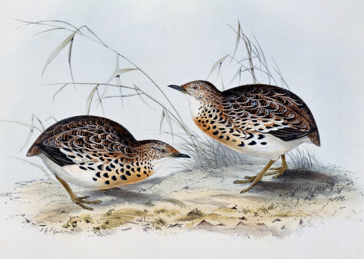 Vanlig knappevakt (Turnix sylvatica), gravering fra Birds of Europe, av John Gould (1804-1881) av John Gould