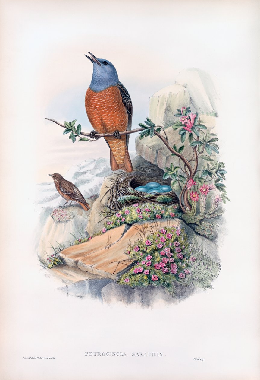 Vanlig steintrost av John Gould