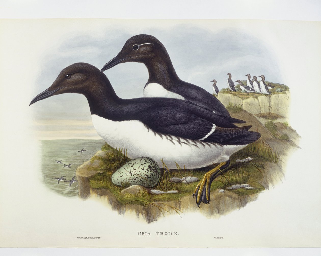 Common murre (Uria aalge), Gravering av John Gould, William Hart, HC Richter av John Gould