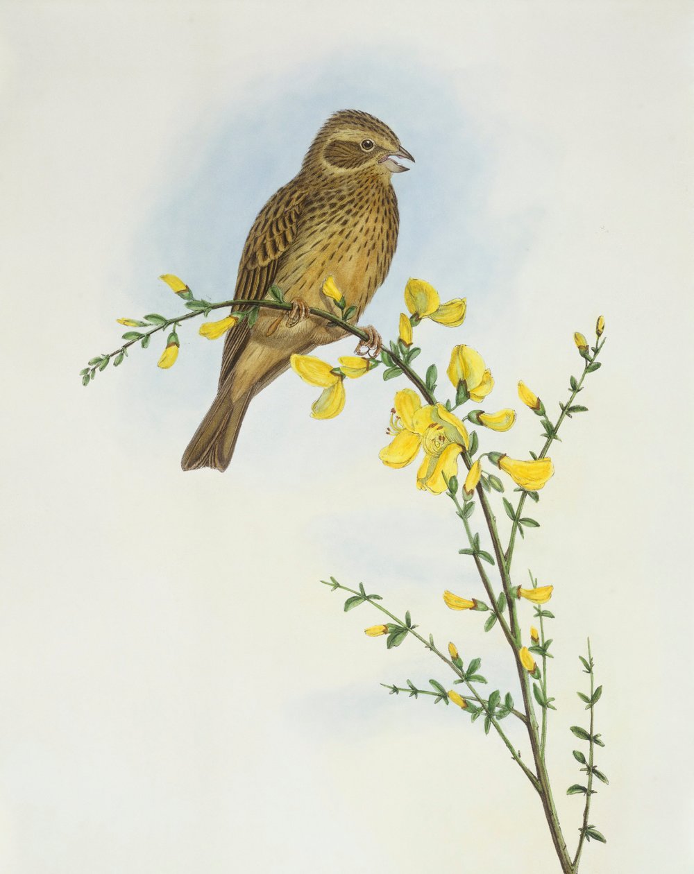 Maisspurv (Miliaria o Emberiza calandra), Gravering av John Gould av John Gould
