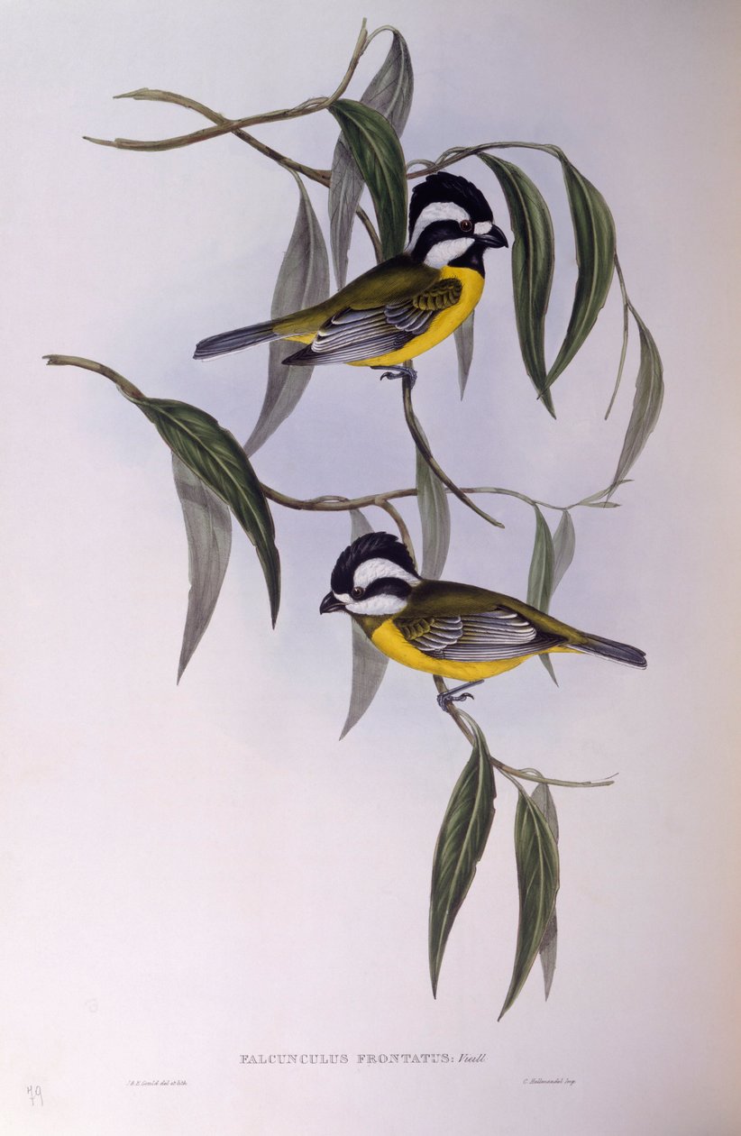 Crested shriketit (Falcunculus frontatus), Gravering av John Gould av John Gould