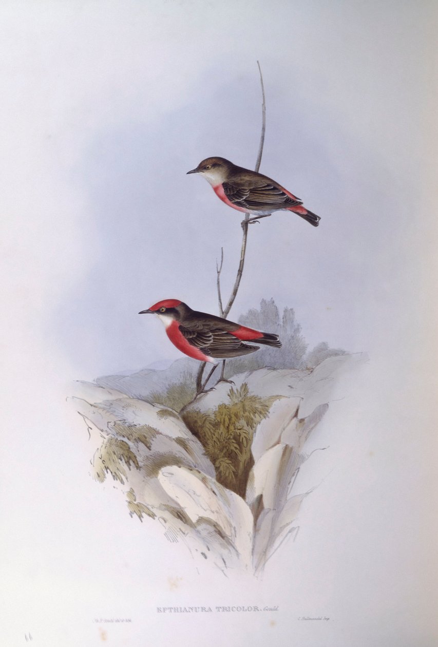Crimson chat (Epthianura tricolour), Gravering av John Gould av John Gould