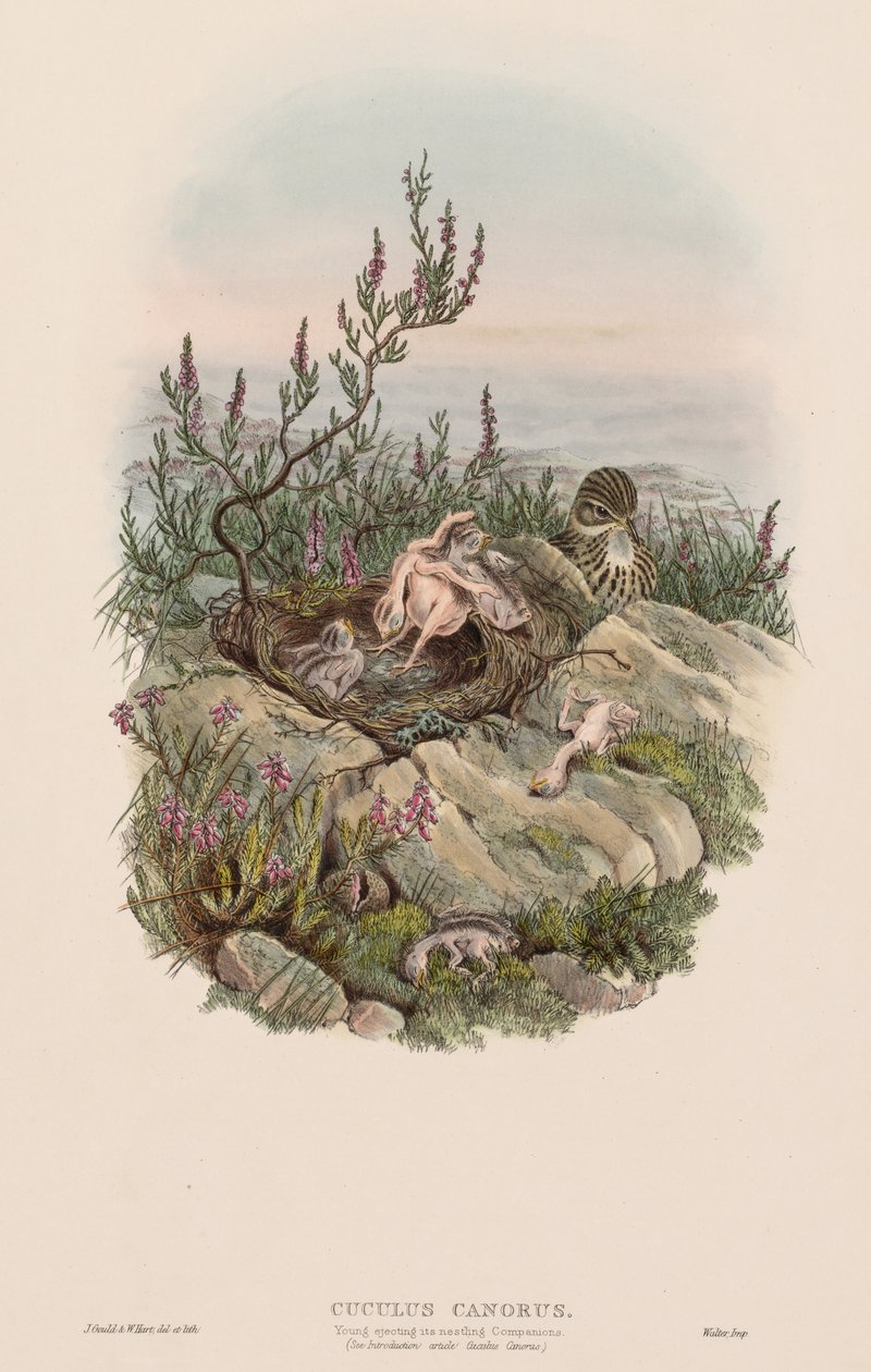 Den syngende gjøken av John Gould
