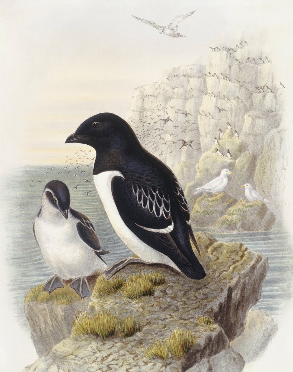 Dovekie (Alle alle), Gravering av John Gould av John Gould