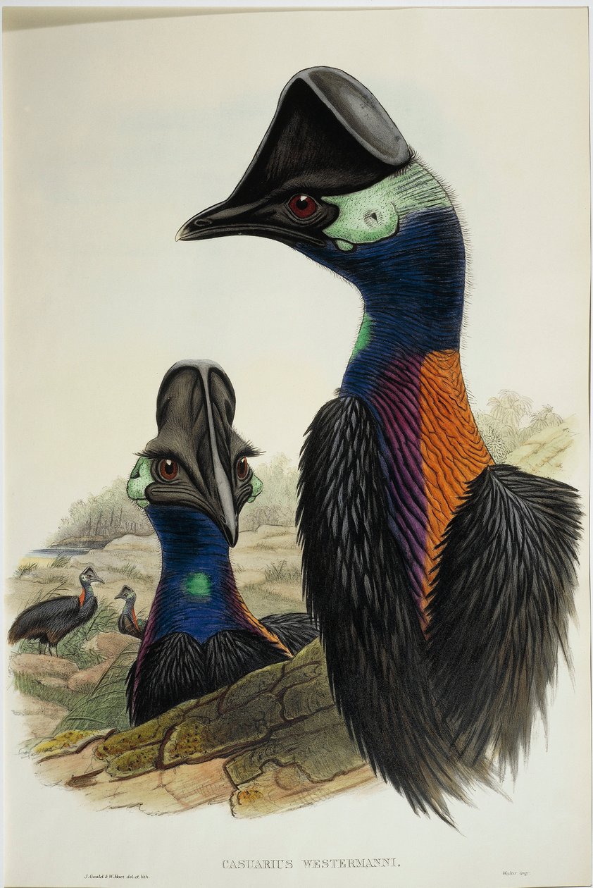 Dvergkasuaren Casuarius bennetti, gravering av John Gould