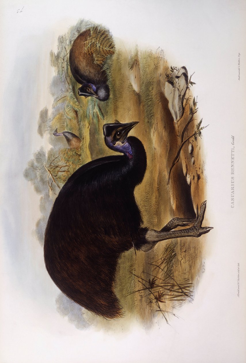 Dvergkasuar (Casuarius bennetti), Gravering av John Gould av John Gould