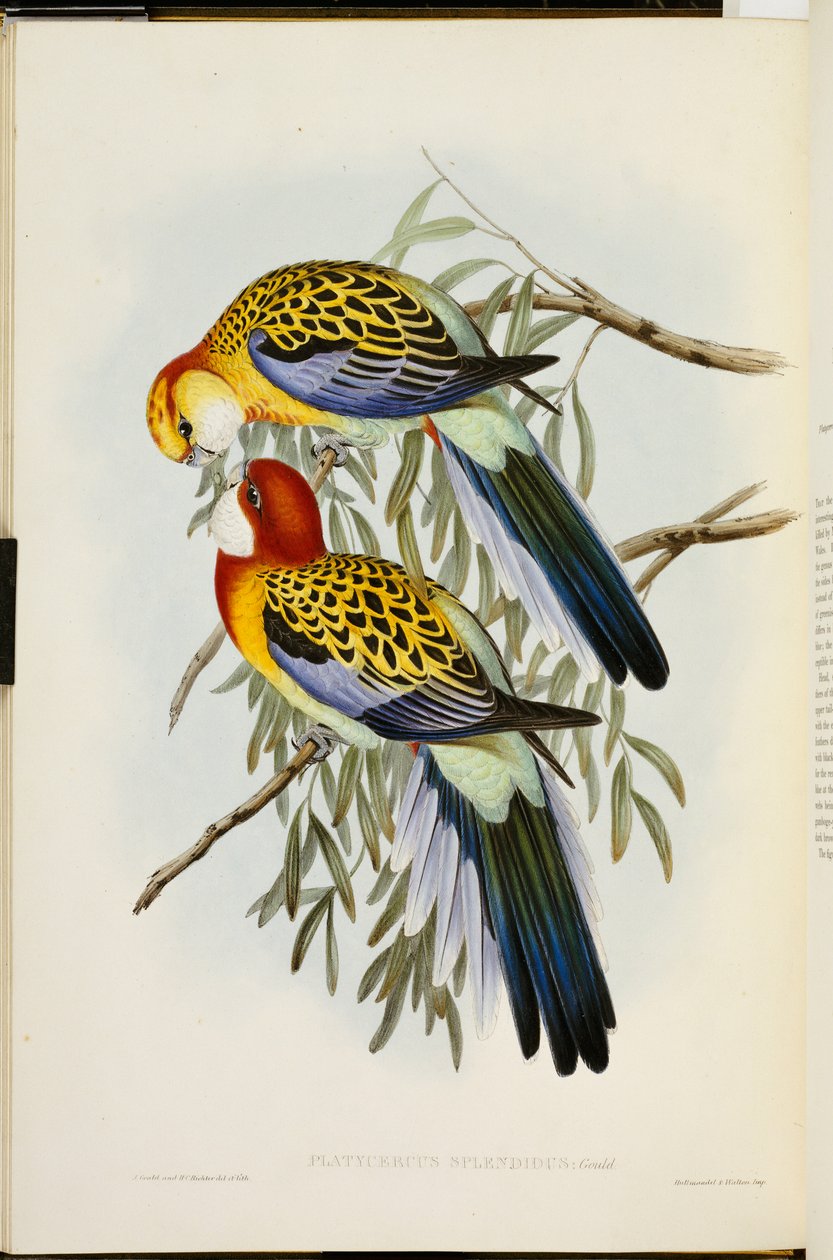 Eastern Rosella, fra "The Birds of Australia", første utgave, utgitt 1840-69 av John Gould