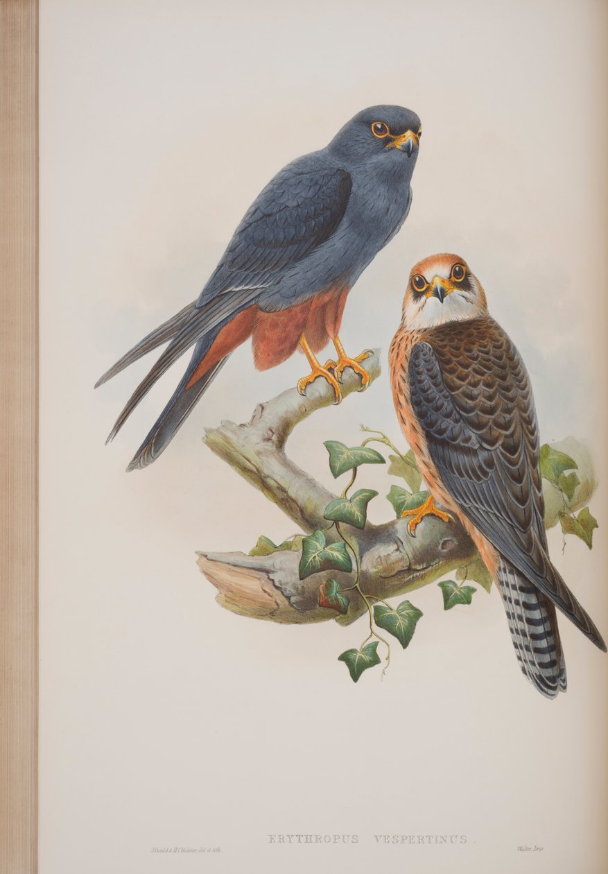 Erythropus Vespertinus, plate fra The Birds of Great Britain av John Gould, utgitt 1862-73 (håndfarget litho) av John Gould