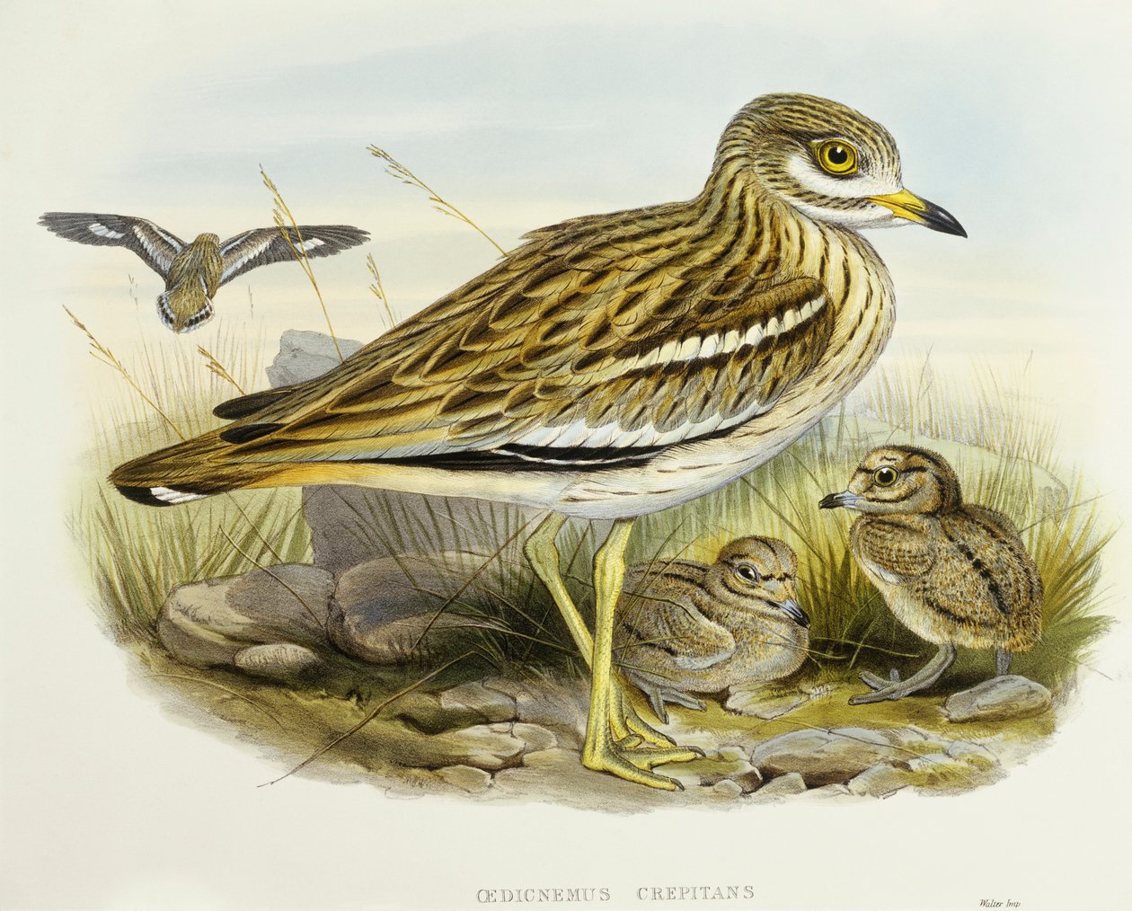 Eurasisk tykt kne (Burhinus oedicnemus), Gravering av John Gould av John Gould