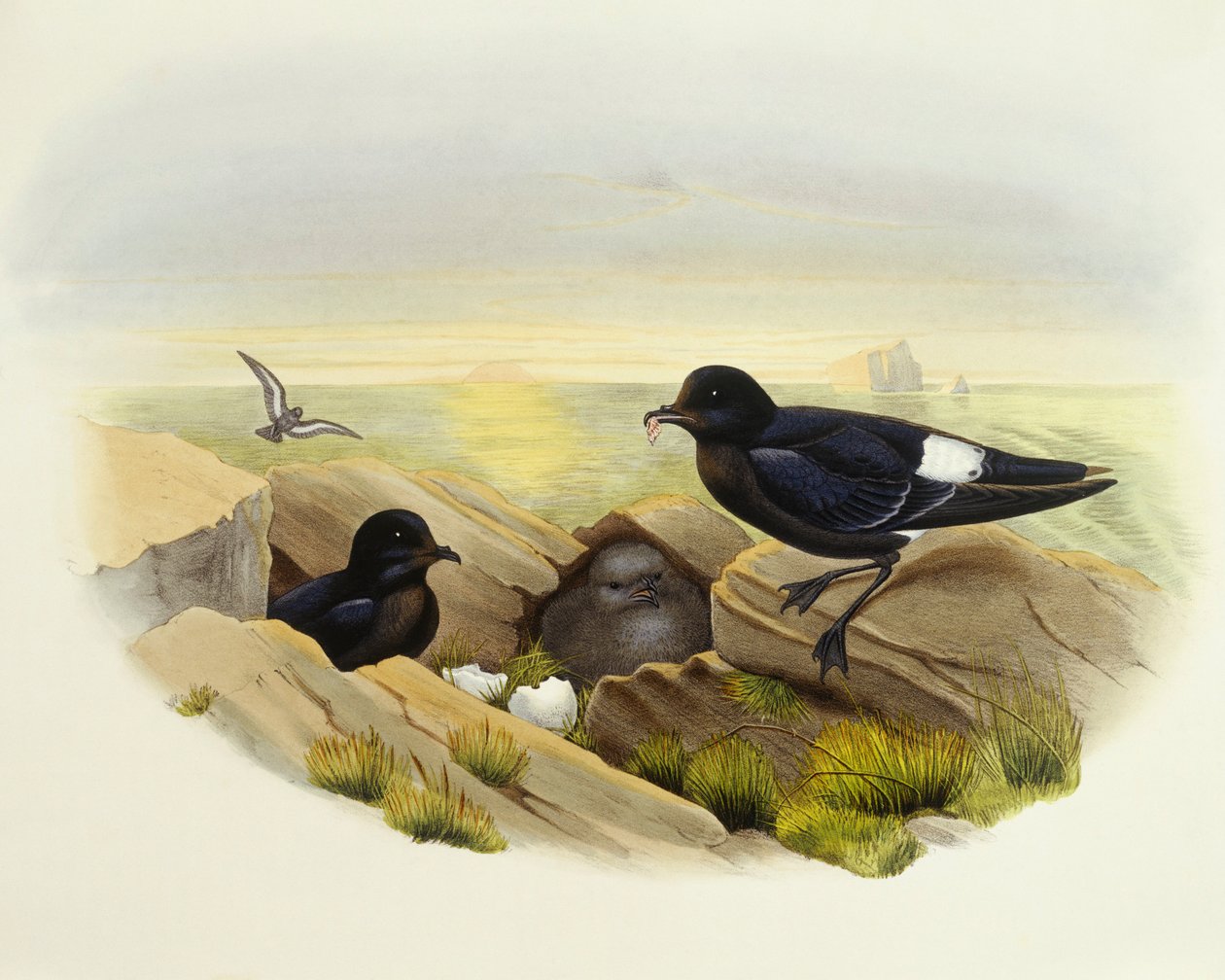 Europeisk stormpetrel (Hydrobates pelagicus), Gravering av John Gould av John Gould