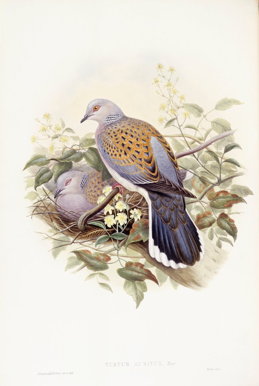 Europeisk turteldue (Streptopelia turtur), Gravering av John Gould av John Gould